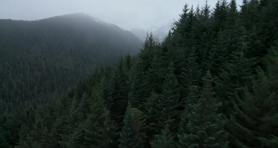 Trees cover the landscape
