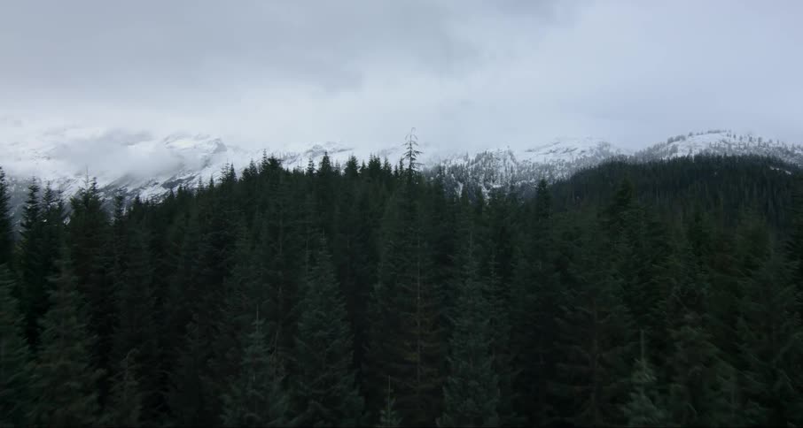 A forest at the base of a mountain range