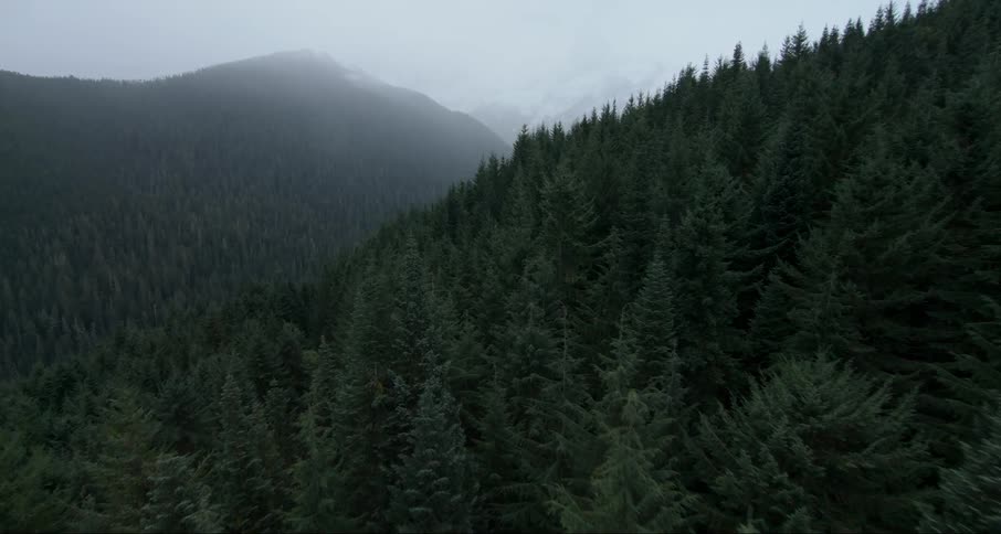 Mist floats over pine trees on a mountainside