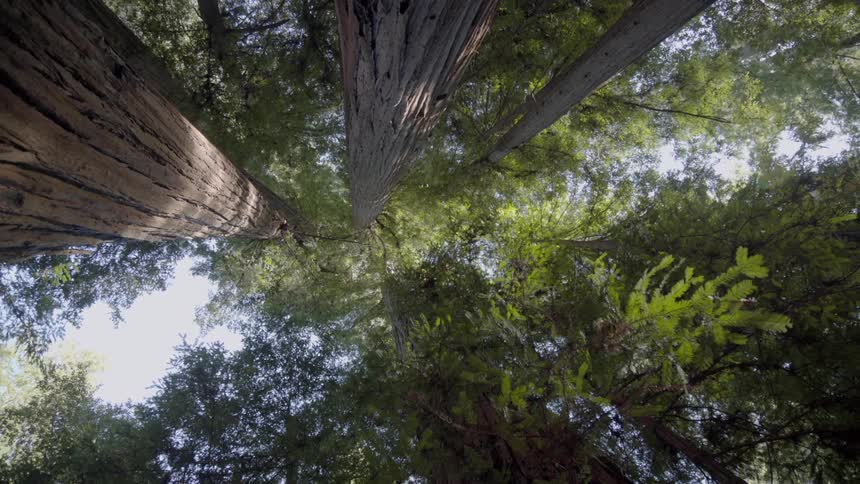 Tall trees tower in the forest