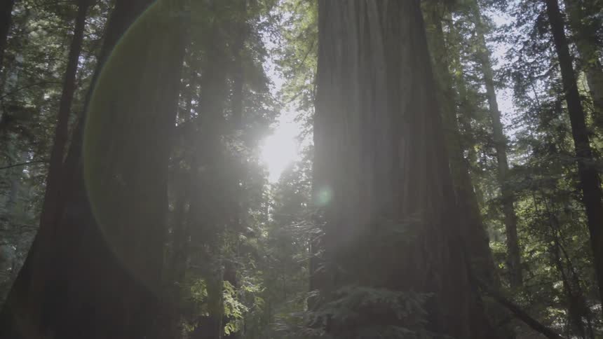 Sun light filters through tall trees
