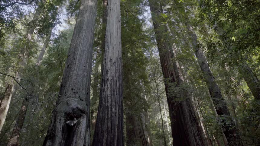 Tall narrow trees in a forest