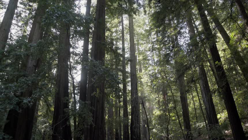 Tall trees tower in the forest