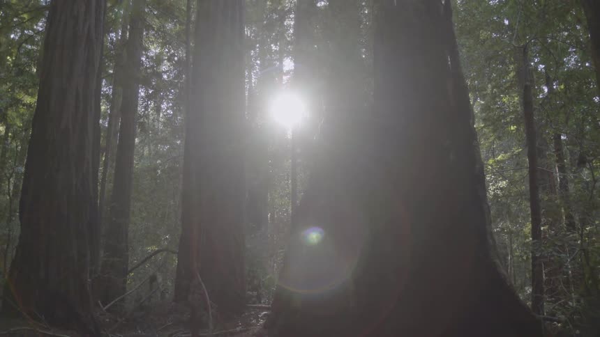 Sun light filters through tall trees
