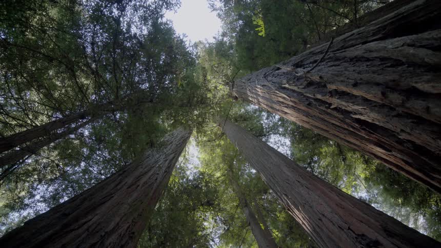 The sky through a forest canopy