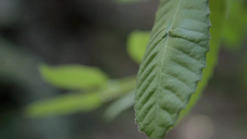 Leaves blow in the light breeze
