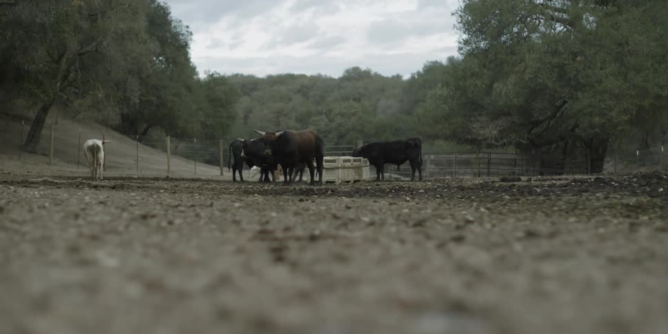 The bulls walk around ahead on the farm