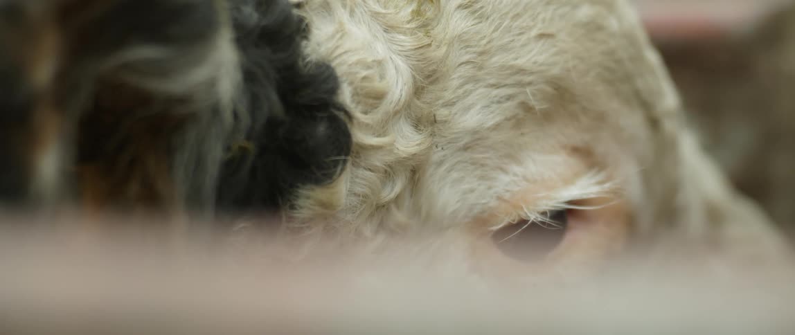 A cow blinks its eye