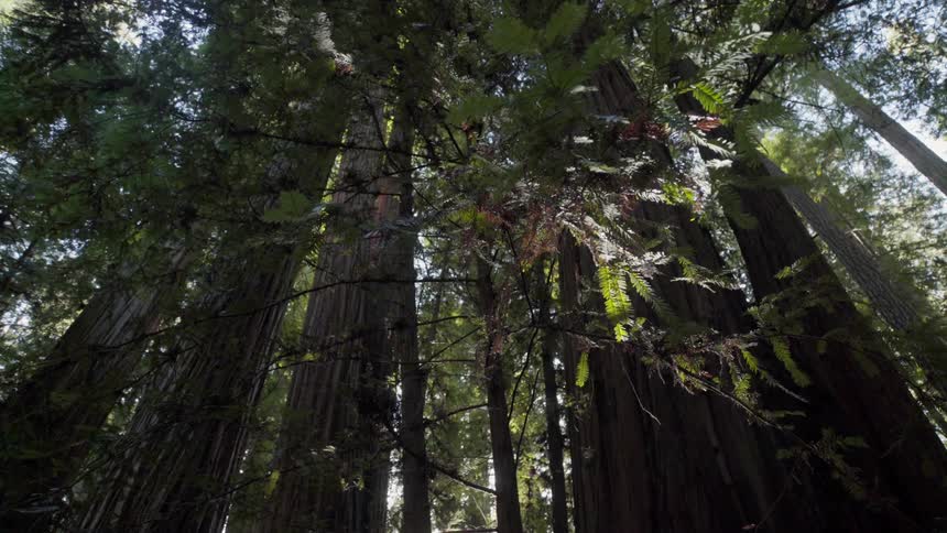 Tall trees tower in the forest