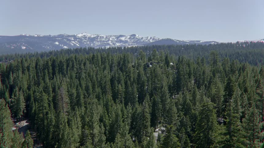 The tall pine trees line the forest below