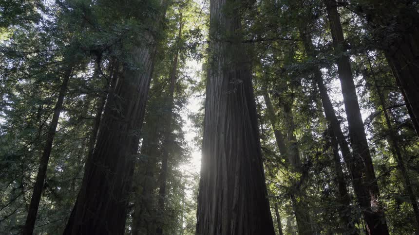 Sun light filters through tall trees
