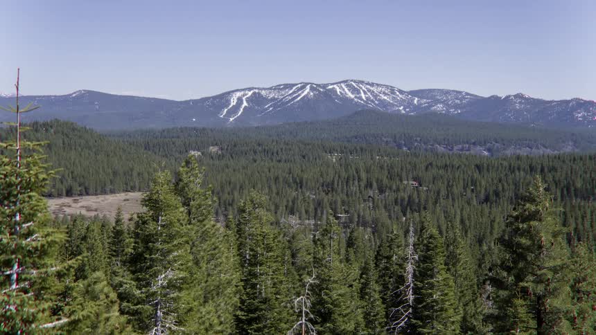Trees stand tall in a forest before large mountains