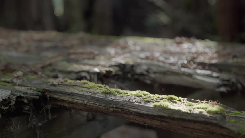 Moss is growing on these wooden boards