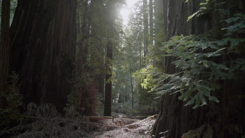 Sunlight shining on a forest