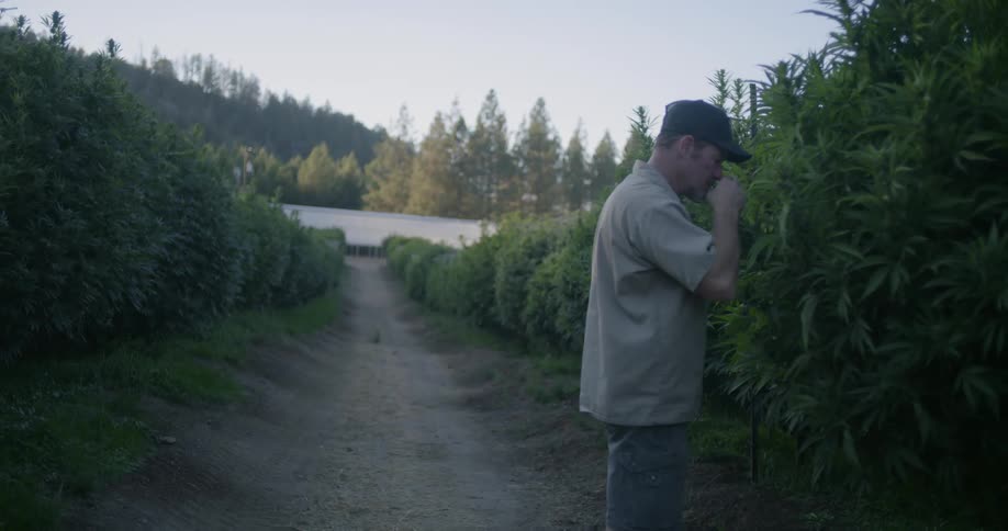 A farmer inspects and smells his crop trees