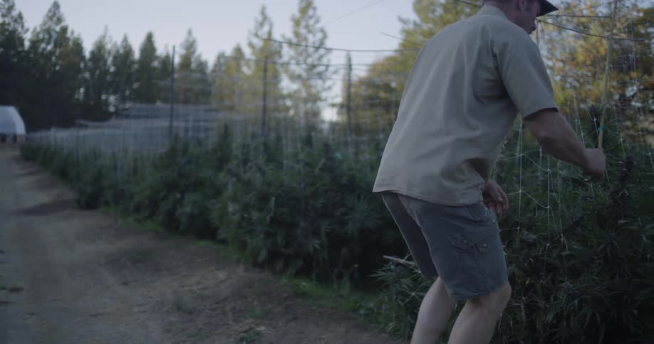 A farmer crouches by his crops to smell them