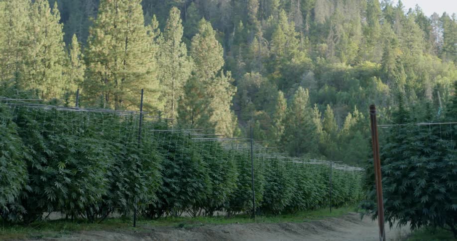 The farm is full of large crops