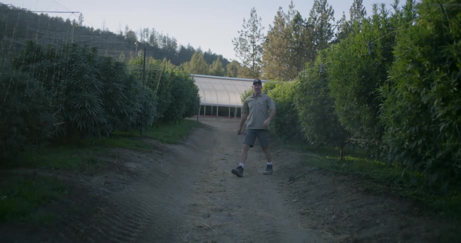 A man is checking the tall green crops as he walks past