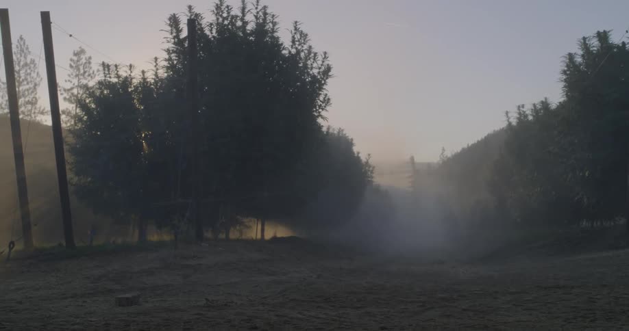 Trees in an orchard are being sprayed