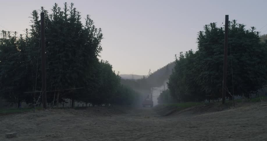 Tractor pulls a sprayer through the orchard