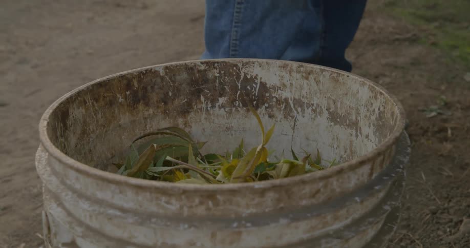 Leaves are thrown into a dirty bucket