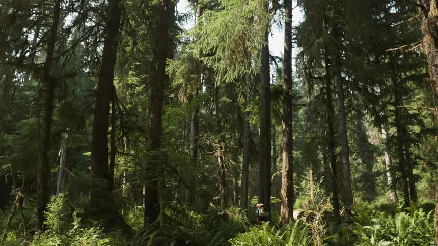 A forest of trees on a sunny day