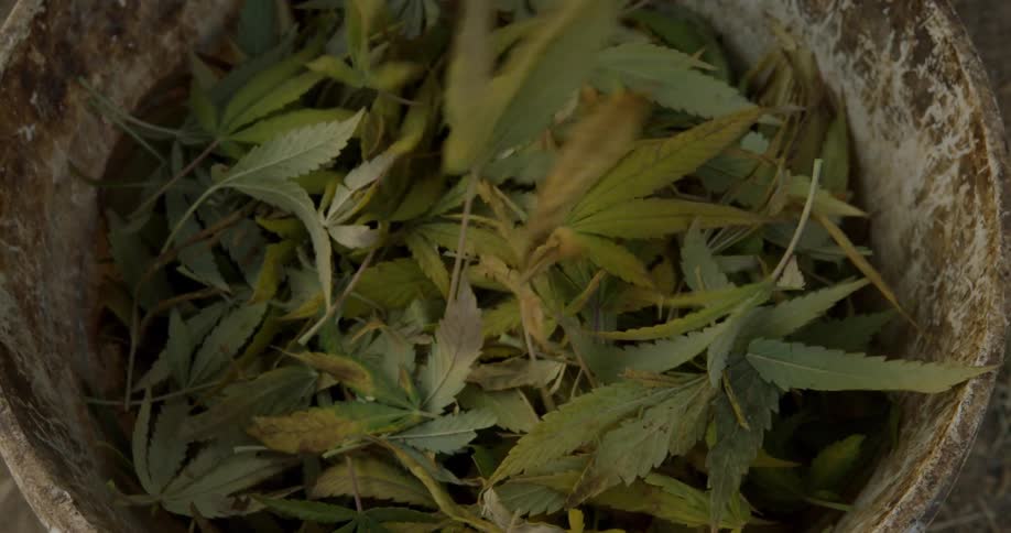 Marijuana plant trimmings are being put into a garbage can