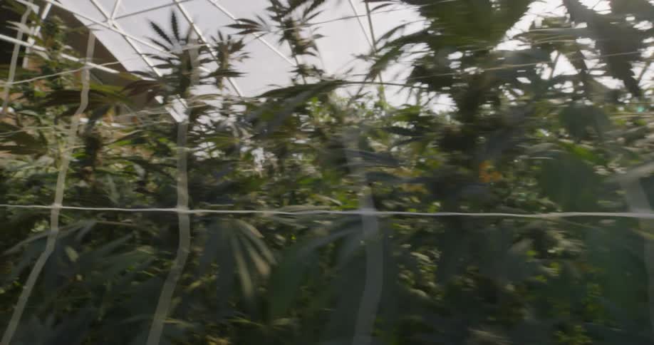 Marijuana grows on a farm