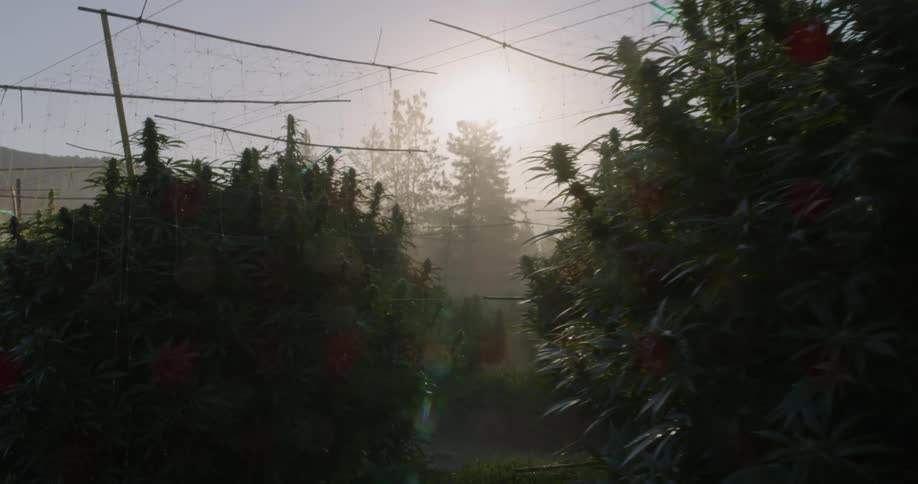 The sun is shining on cannabis plants in a farm during the day