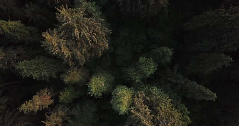 Pine trees stand in a forest