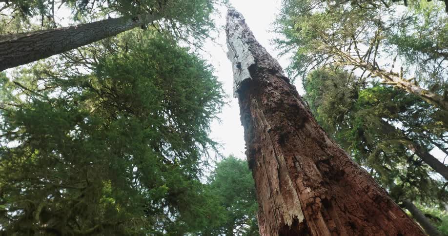 The tall tree reaches into the cloudy sky