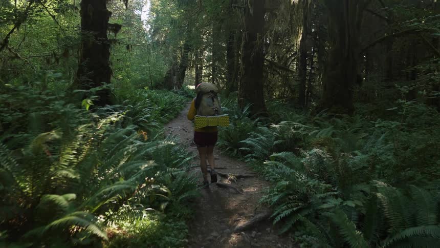 A hiker walks in a forest