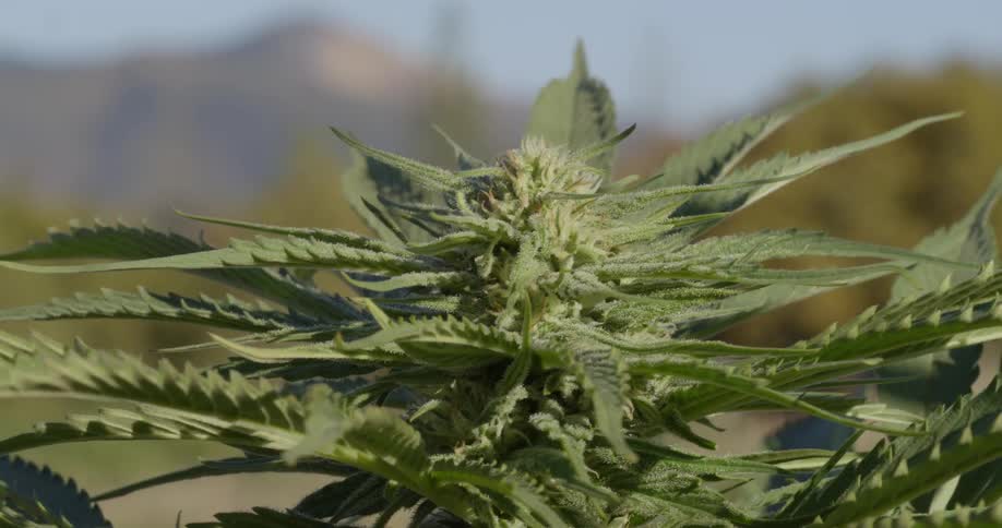 The green plant blows in the wind on a sunny day