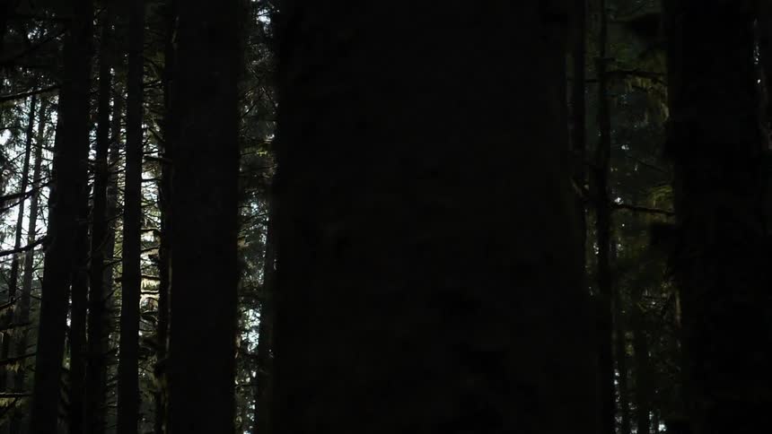 Tall trees tower in the forest