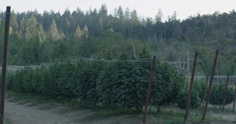 Cannabis plants are growing on a farm during the day