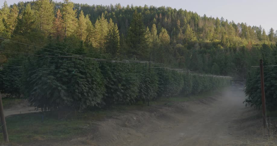 Sun shines on trees on hilly land