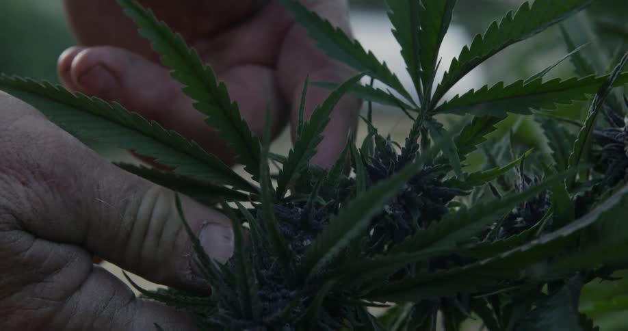Someone is inspecting the buds on a marijuana plant