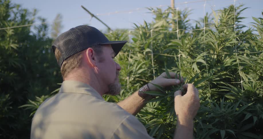 A man inspects plants behind a fence