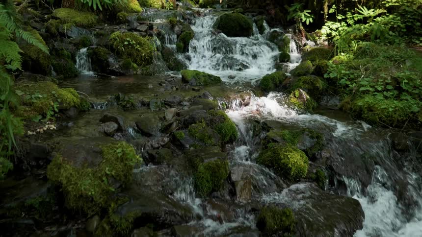 A stream flows in a forest