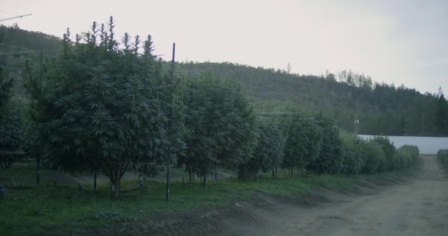 The side of this field is lined with small trees