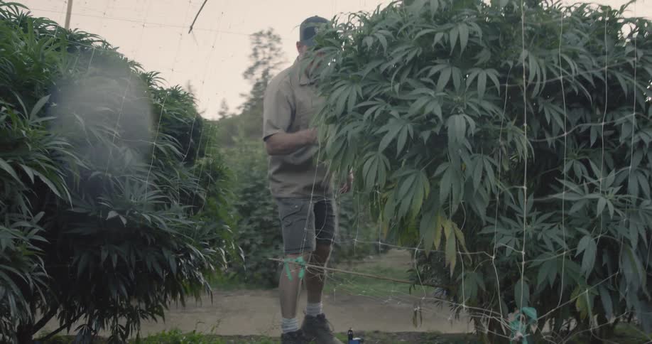 A man checking if a plant is healthy