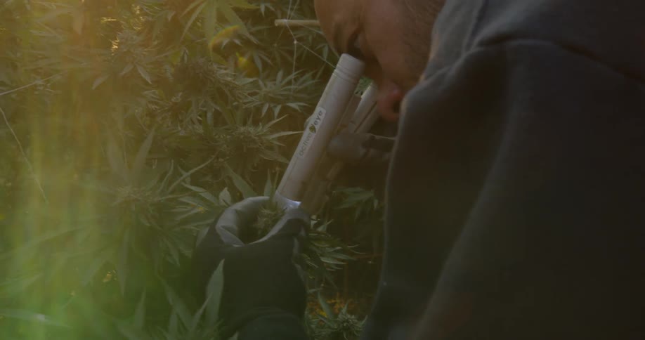A man is examining the crops with a microscope