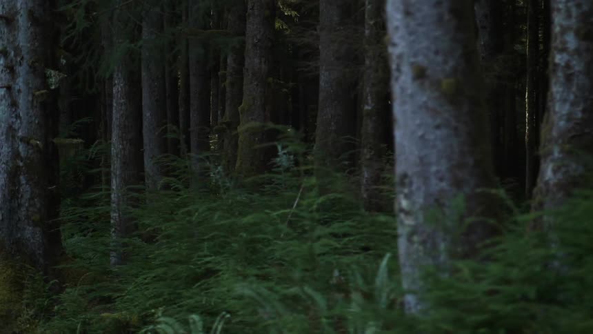 Trees are standing in shadow in a forest during the day