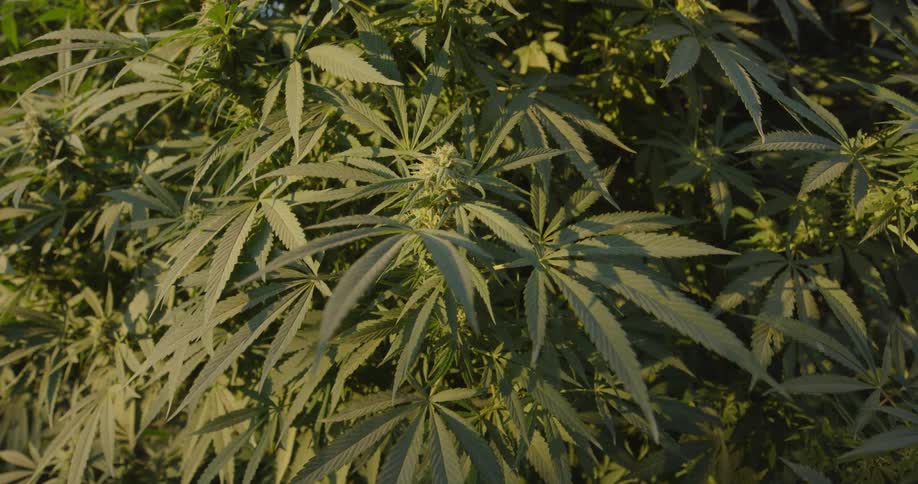 Marijuana plants grow on a farm