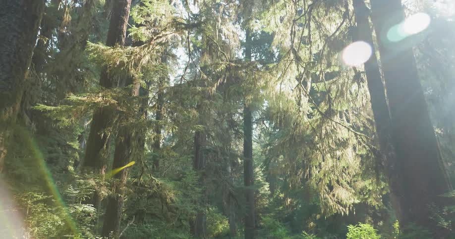 Sunlight shines through forest trees