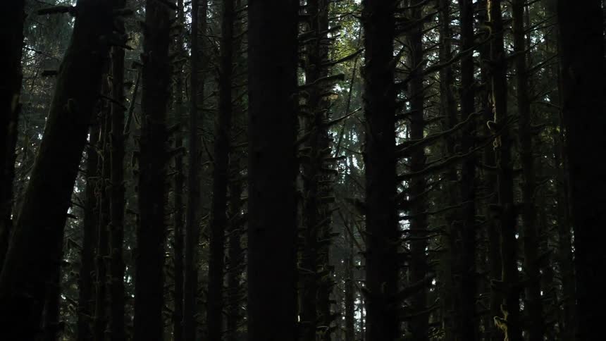 Trees grow in a forest