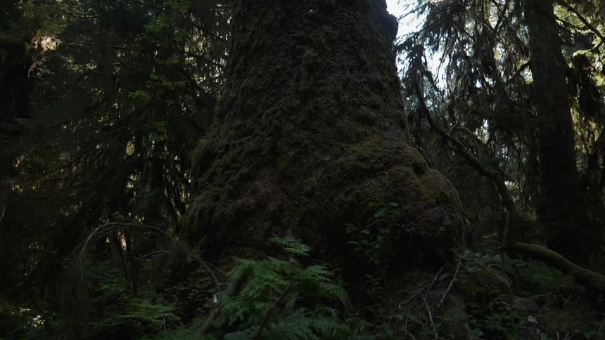 Trees stand in a forest