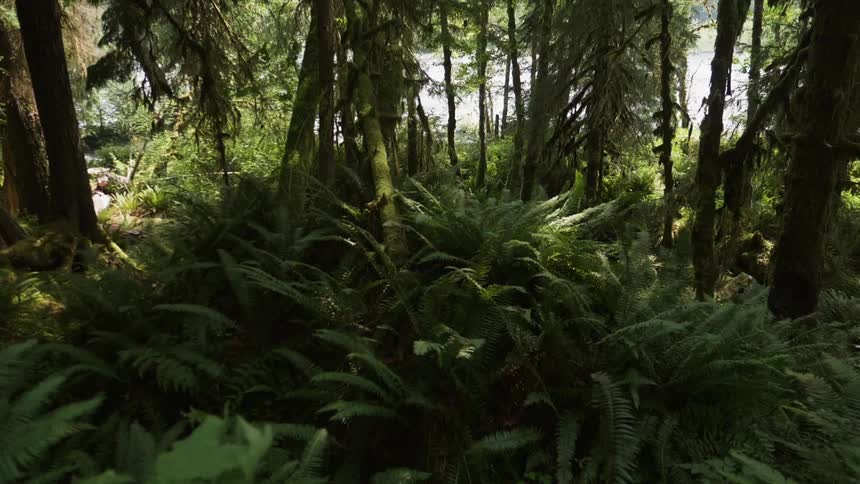 Brush and trees cover the forest floor