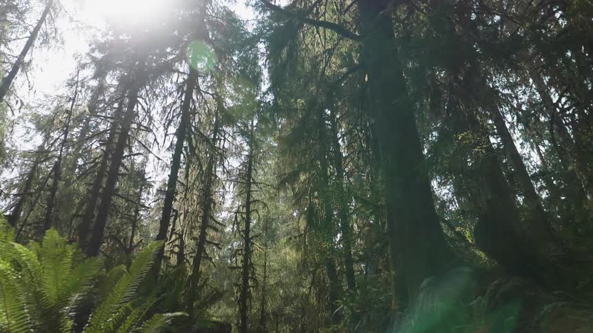 A forest of trees on a sunny day