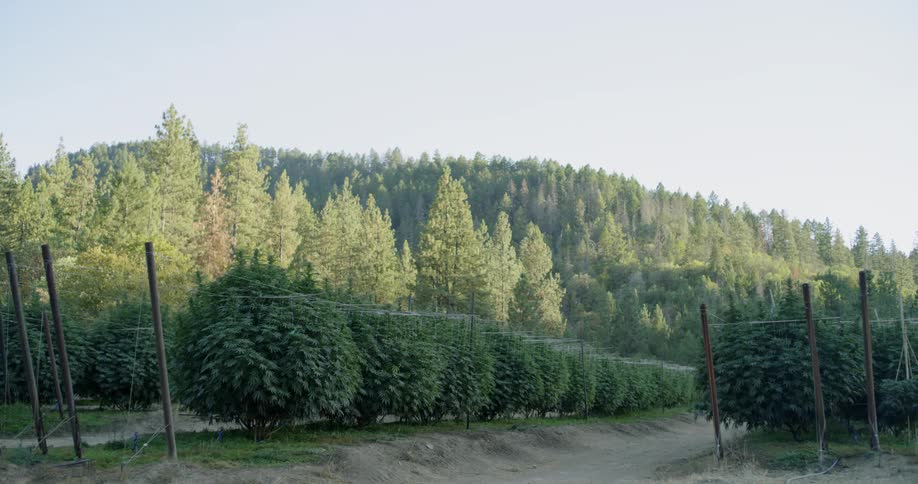 Netting is stretched over crop trees in a row